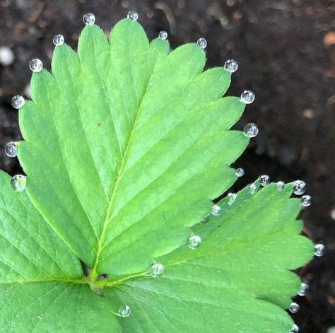 Satisfying Photos, Strawberry Leaf, Playing With Slime, Christ The Redeemer Statue, Leaf Skeleton, Satisfying Pictures, Strawberry Leaves, Welding Jobs, Strawberry Plants