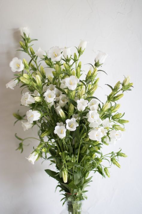 White Campanula, Campanula Flowers, Regenerative Farming, Flower Farming, White Flower Arrangements, Backyard Flowers, Flower Guide, White Flower Girl Dresses, Urban Farming