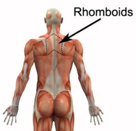 Rhomboid Muscles Rhomboid Strengthening, Rhomboid Muscle, Rhomboid Exercises, Prevent Headaches, K Tape, Sciatica Exercises, Migraine Prevention, Chronic Migraines, Migraine Relief