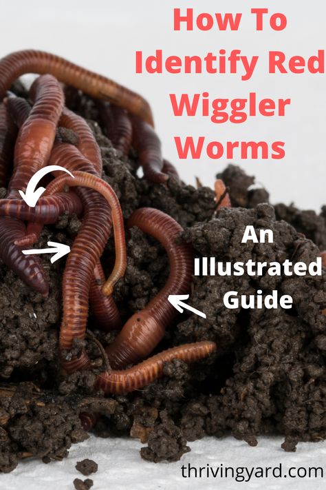 Red wigglers are often confused with traditional earthworms. But these compost worms have unique characteristics. When you know them, you can quickly identify red wigglers and make sure that you use the right worms for your vermicomposting project. Vermicomposting Worm Farm, Worm Farm Diy, Worm Composting Bin, Red Wiggler Worms, Making A Compost Bin, Red Wigglers, Meal Worms, Worm Bin, Worm Castings