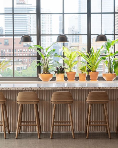 Muuto on Instagram: “Dreamy counter settings of our Chicago showroom, featuring the Nerd Bar Stool and Ambit Pendant Lamp. #muuto #newperspectives…” Modern Kitchen Stools, Modern Scandinavian Kitchen, Scandinavian Bar Stool, Furniture Architecture, Wooden Bar Stools, Scandinavian Living, Scandinavian Kitchen, Bar Seating, Stool Design