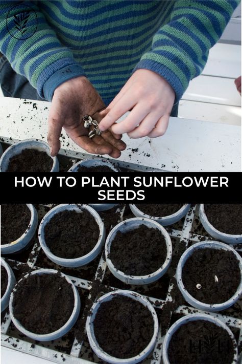 Edit Post “How to plant sunflower seeds” ‹ Home for the Harvest — WordPress Planting Sunflowers, The Harvest, Sunflower Seeds, Garden Seeds, Sunflower, Seeds, Wordpress, Plants