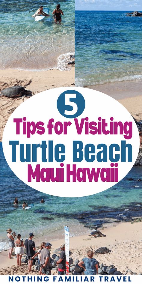 Maui Hawaii Things To Do In Maui Hawaii, Maui Hawaii Things To Do In, Wailea Maui Things To Do, What To Do In Maui, Hawaii Turtles, Best Hikes In Maui Hawaii, Best Maui Hikes, Best Beaches In Maui, Hawaii Vacation Tips