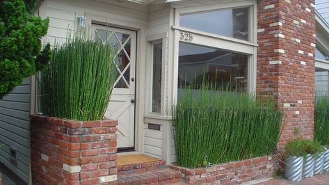 How to grow horsetails, which have been around since before dinosaurs Horsetail Plant, Horsetail Reed, Garden Veggies, Wild Plants, House Remodel, Green Witch, Outdoor Planters, How To Grow, Gardening Tips