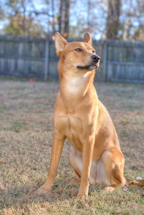 Carolina Dog | GreatDogSite Service Dogs Breeds, Carolina Dog, Dog Ages, Dog Shedding, Dog Information, All Dog Breeds, Purebred Dogs, Dogs Breeds, Sweet Dogs