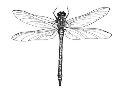 Botanisches Tattoo, Dragonfly Drawing, Dragonfly Tattoo Design, Botanical Tattoo, Dragonfly Art, Dragonfly Tattoo, Wildlife Paintings, Insect Art, Botanical Painting