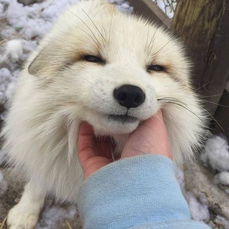 Beautiful fox Fox, White, Black