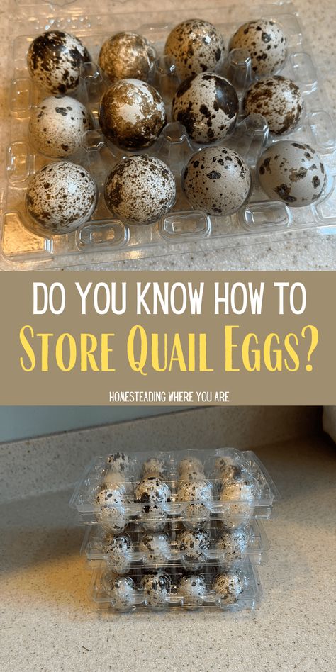 How Long Do Quail Eggs Last? Shelf & Storage Life How To Cook Quail Eggs, Quail Nesting Boxes, Raising Quail For Eggs, Quail Hutch Diy, Natural Quail Habitat, Diy Quail Cage, Rv Homestead, Quail Pen Ideas, Quail Coop Ideas Diy