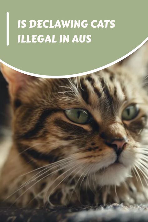 😺🚫 Find out the TRUTH about declawing cats in Australia! 🇦🇺 #catlovers #animalrights #declawingban Declawing Cats, Diy Cat Toys, Cat Bath, Adoption Stories, Cat Care Tips, Cat Drinking, Cat Cafe, Cat Behavior, Cat Health