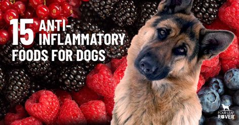 Anti Inflammation For Dogs, Anti Inflammation Diet For Dogs, Anti Inflammation Dog Food Recipes, Low Inflammation Diet, Foods For Dogs, Inflammation Remedies, Inflammation Foods, Food That Causes Inflammation, Raw Dog Food Diet