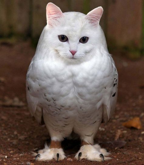 Cat and Owl Combine to Form the Adorably Bizarre "Meowl" Owl Cat, Flying Cat, Albino Animals, Funny Photoshop, Fake Animals, Silly Pictures, Cat Pin, Mythical Creatures, Nature Pictures