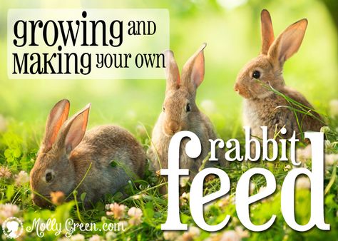 What To Feed Rabbits, Rabbit Feed, Cool Funny Quotes, Pearled Barley, Rabbit Pellets, Rabbit Feeding, Homesteading Animals, Baby Chicks Raising, Rabbit Ideas