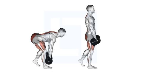 Deadlift Muscles Worked, Exercise Pictures, Deadlift Benefits, Hip Workouts, Deadlift Form, Deadlift Variations, Romanian Deadlift, Dumbbell Workouts, Lower Back Muscles