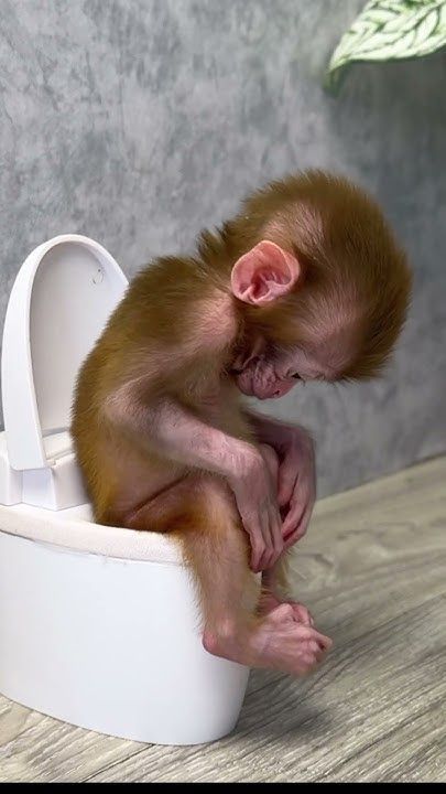 Funny Animals Pics, Monkey Funny Videos, Funny Baby Animals, Funny Monkey Pictures, Silly Animal Pictures, Cute Monkey Pictures, Monkey Funny, Funny Animals Pictures, Humor Animal