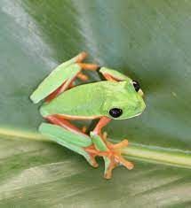 Black Eyed Tree Frog (Agalychnis moreletii) - Black Eyed Tree Frog, Leaf Frog, Black Frog, Plant Bugs, Red Eyed Tree Frog, Habitat Destruction, Frog Drawing, Tiramisu Cake, Scientific Name