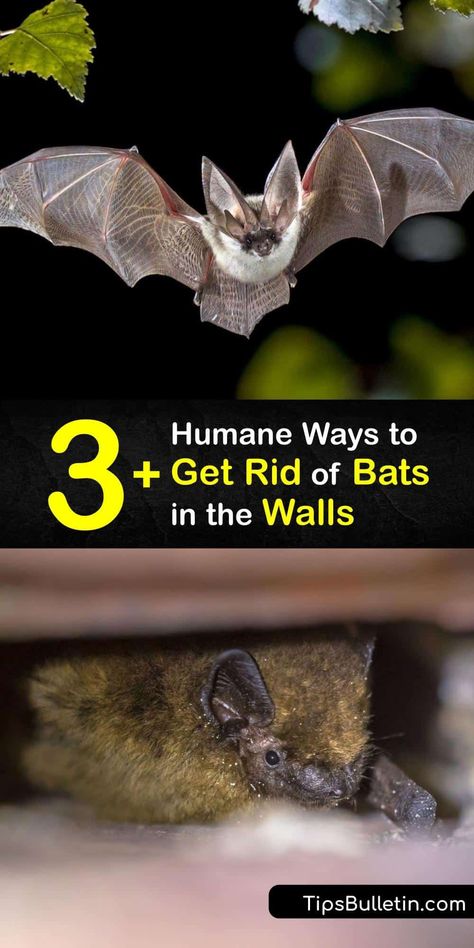 Discover ways to safely and humanely remove bats from walls with natural bat repellents and through bat exclusion. The little brown bat and big brown bat are common bat species that make their way into homes, and their bat droppings pose a health risk. #howto #getridof #bats #walls How To Get Rid Of Bats In House, Bat Deterrent, Bat Repellent, Big Brown Bat, Getting Rid Of Bats, Little Brown Bat, Household Bugs, Bats Activities, Benefits Of Vegetables