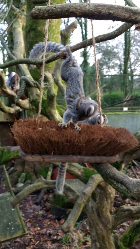 Marmoset monkey enrichment, broken broom heads with their bugs put between the bristles Marmoset Monkey Cage, Lemur Enrichment, Monkey Enrichment, Primate Enrichment, Common Marmoset, Zoo Enrichment, Enrichment Projects, Marmoset Monkey, Animal Enclosures