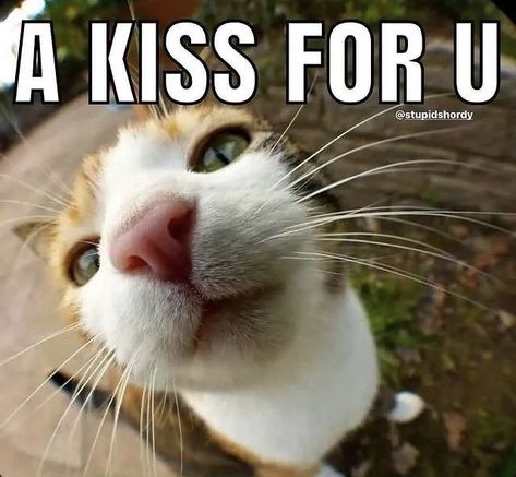 Monday Cat, Good Night Cat, Kitten Eyes, Cute Cat Memes, Happy Birthday Love Quotes, Pet Memes, Silly Cats Pictures, Meow Meow, Cute Memes