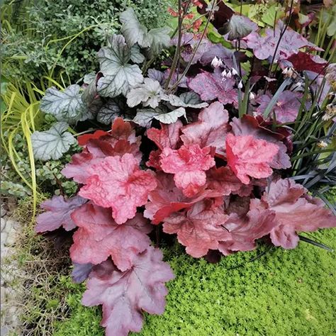 How to Grow and Care for Heuchera Plants Heuchera Garden Ideas, Heuchera Care, Heuchera Americana, Heuchera Varieties, Peach Berry Ice Heuchera, Heuchera Green Spice, Coral Bells Plant, Heuchera Coral Bells, Chenille Plant