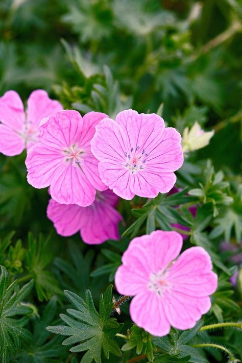 19 Hard-to-Kill Perennials That Promise Unstoppable Color Every Year Perennial Garden Ideas, Flower Garden Ideas Landscaping, Clay Soil Plants, Planting In Clay, Perennial Garden Plans, Cranesbill Geranium, Flower Garden Plans, Prairie Planting, Light Purple Flowers