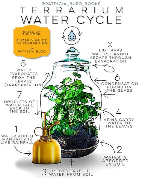 Terrarium Ideas Unique, Terrarium Water, Glass Jar Diy, Best Terrarium Plants, Closed Terrarium Plants, Water Terrarium, Build A Terrarium, Bottle Terrarium, Diy Succulent Terrarium