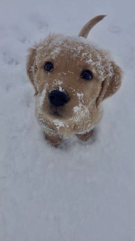 Dog Winter Aesthetic, Small Dog Aesthetic, Cute Puppy Aesthetic, Cute Dog Pfp, Cute Pets Aesthetic, Elegant Animals, Aesthetic Puppies, Puppy In Snow, Puppies Aesthetic