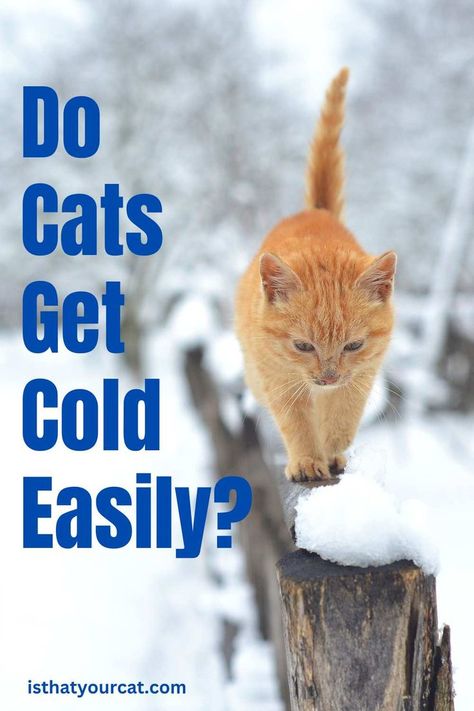 do cats get cold easily Diy Shelter, Cat House Outdoor, Heated Cat House, Outdoor Cat Shelter, House Outdoor, Too Cold, Go Outdoors, Outdoor Cats, Cat Shelter