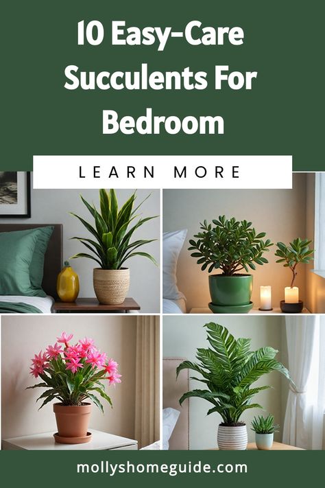 Enhance your bedroom decor with indoor succulents, the perfect plants for low light settings. Discover the best bedroom plants that thrive without sunlight. Incorporate faux succulents for a hassle-free way to add greenery to your room. Try water propagation for succulents to grow your own indoor garden. Create a modern plant shelf design to showcase your favorite bedroom plants. Find the best indoor plants for bedrooms that promote better sleep and relaxation. Plants For Low Light, Best Bedroom Plants, Best Plants For Bedroom, Water Propagation, Indoor Succulents, Bedroom Addition, Zebra Plant, Kitchen Plants, Cool Shapes