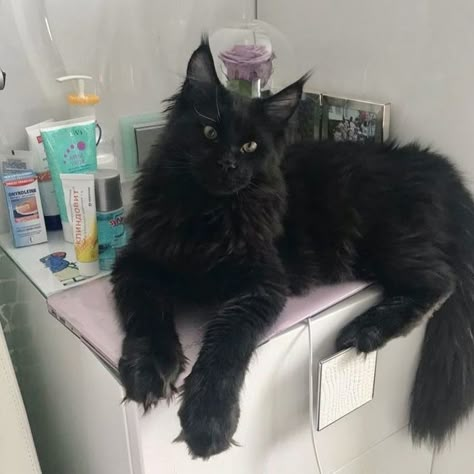 Mainecoon Cat, Söt Katt, Cute Kitties, Pretty Animals, A Black Cat, Cat Aesthetic, Cute Animal Photos, Fluffy Animals, I Love Cats