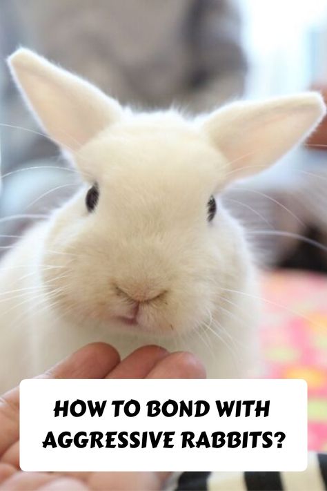 French Lop, Pet Food Recipes, Rabbit Behavior, Meat Rabbits, Bunny Cages, Bunny Care, Pet Boarding, Tibetan Mastiff, Home Pets