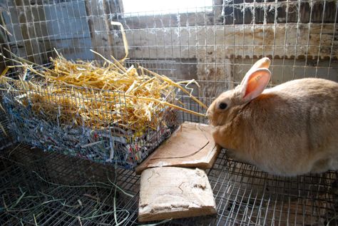 DIY Rabbit Nesting Boxes – Trial and Error | Abernathy's Rabbitry Rabbit Nesting Box, Nesting Boxes Diy, Rabbit Nest, Diy Rabbit Cage, Flemish Giant Rabbit, Rabbit Feeder, Rabbit Hide, Box Bunny, Giant Rabbit