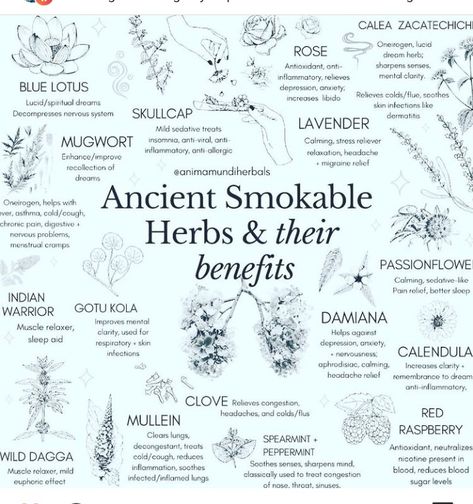 Herbs And Their Benefits, Smokable Herbs, Spells Magic, Magickal Herbs, Magia Das Ervas, Medical Herbs, Witch Spirituality, Magic Herbs, Magical Herbs