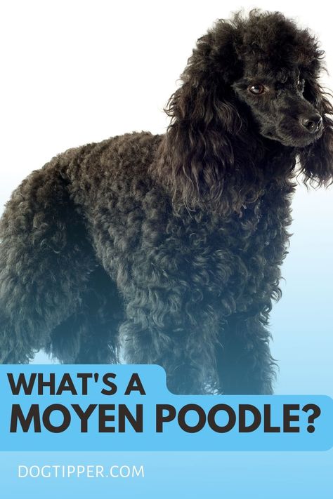 What is a Moyen Poodle? Moyen Poodle Haircut Styles, Medium Poodle, Standard Poodle Haircuts, Poodle Haircut Styles, Moyen Poodle, Poodle Rescue, Dog Marketing, Grey Poodle, Hypoallergenic Dog Breed