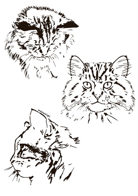 Siberian cat Siberian Cat Tattoo, Siberian Cat Drawing, Mainecoon Cat Tattoo, Chester Tattoo, Cat Face Tattoos, Boys Tattoo, Embroidery Sketch, Cat Outline, Cat Tattoo Designs