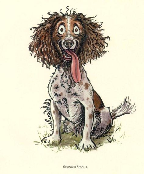 Cartoon Dog Drawing, Springer Dog, Sprocker Spaniel, Springer Spaniel Puppies, Welsh Springer Spaniel, Spaniel Art, Springer Spaniels, Dog Cartoon, Spaniel Puppies