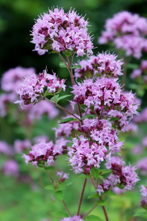 Wild Marjoram Wild Marjoram, Aromatic Garden, Marjoram