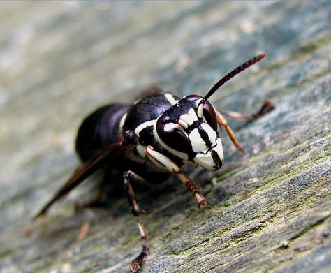 12 Bugs Found in WV... Get Rid Of Wasps, Black And White Bee, Bald Face, Foto Macro, Hornets Nest, Wasp Nest, Bees And Wasps, Insect Control, Creepy Crawlies