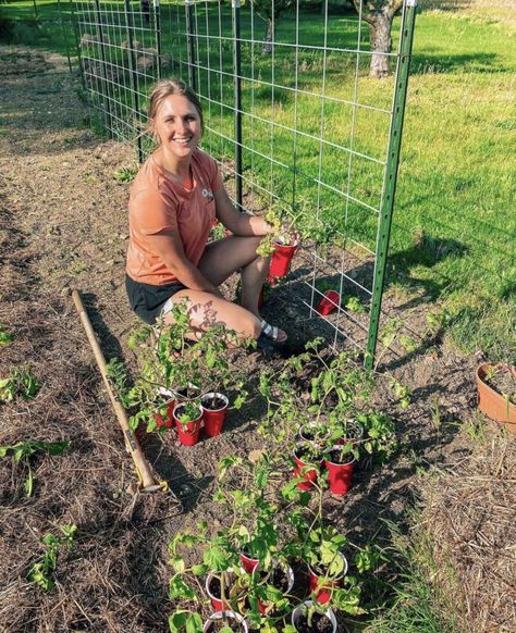 Woman planting tomatoes in red solo cups Tomato Garden Trellis, Tomato Garden Ideas, Staking Tomato Plants, Start Vegetable Garden, Outdoor Trellis Ideas, Cattle Panel Trellis, Vegetable Fruit Garden, Bean Trellis, Tomato Planter