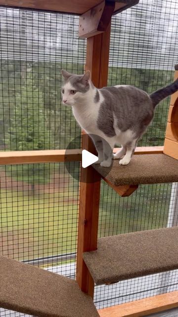 What To Put Inside Catio, Diy Window Catio Ideas For Cats, Catio Cats Interior, Outdoor Catio Cat Enclosure, Catios Ideas For Cats, Catios For Cats Window, Cat House Outdoor, Catio Plans, Diy Cat Enclosure