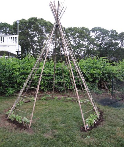 Bean tepee. Beans grow quickly and are easy to grow even for beginning gardeners. If you are thinking of planting beans, there’s no need to keep them along a fence in neat rows — try a tepee instead. نباتات منزلية, Plants Growing, Garden Vines, Garden Types, Trellis Design, School Garden, Have Inspiration, Traditional Landscape, Vegetable Garden Design