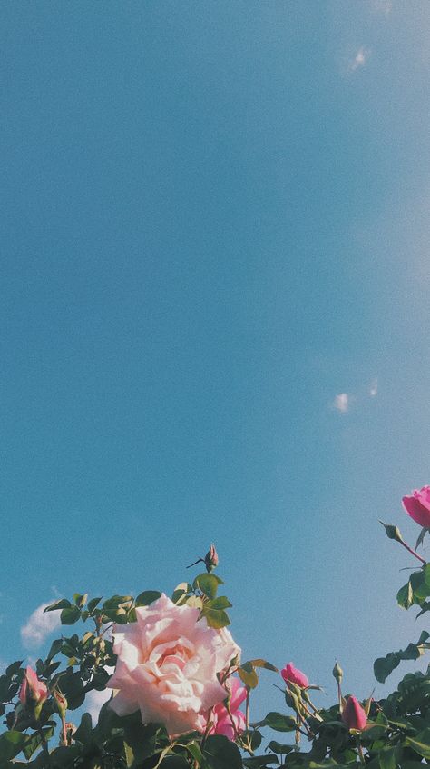 Flowers And Sky Wallpaper, Sky And Flowers Aesthetic, Pink Wallpaper Nature, Aesthetic Rose Wallpaper, 23 Wallpaper, Iphone 6s Wallpaper, Blue Sky Wallpaper, Vsco Wallpaper, Wallpaper Rose