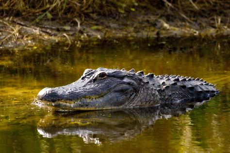 Alligator Found Swimming in Massachusetts, Hundreds of Miles From Natural Habitat Florida Attractions, Florida Fish, Florida Gator, Rescue Puppies, Everglades Florida, Real Images, Sneaks Up, Seven Wonders, Wildlife Conservation