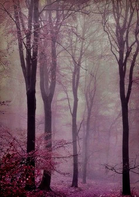 Autumn Purple Woods #Autumny #Fall #Autumn #Woods #Forest #Violet #Trees #Fog Autumn Aesthetic Purple, Mulberry Purple Aesthetic, Plum Purple Aesthetic, Purple Autumn Aesthetic, Mulberry Aesthetic, Pink Autumn Aesthetic, Plum Aesthetic, Autumn Purple, Purple Berries