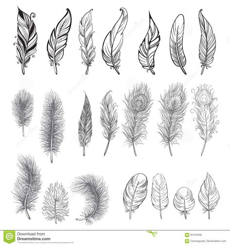 Small Feather Tattoo, Types Of Feathers, Feather Illustration, Feather Drawing, Feather Vector, Feather Tattoo Design, Muster Tattoos, Feather Tattoo, Feather Art