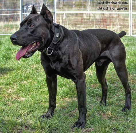 Canis Panther, Funny Dogs Pics, Funny Dog Videos Hilarious, Nice Dogs, Big Dogs Breeds, Biggest Dog In The World, Funny Dog Signs, Funny Dog Jokes, Biggest Dog