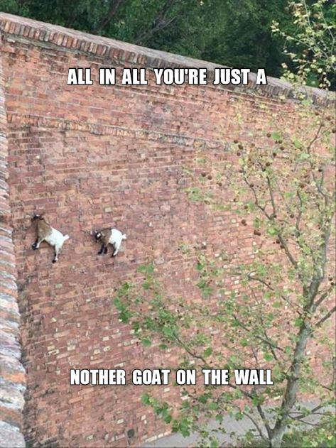 Pawsitive Vibes, Cute Jokes, Mountain Goat, 웃긴 사진, Funny Animal Memes, Parkour, Animal Photo, 귀여운 동물, Animal Memes