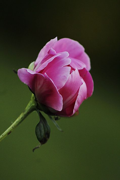 Pennyroyal Flower, Peony Leaf, Peony Bulbs, Peony Buds, Peony Drawing, Peony Leaves, Colorado Wildflowers, Peony Bud, Leaf Photography