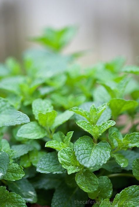 Basil Syrup, Diy Sauces, Cooking With Fresh Herbs, Herbs Growing, Growing Mint, Container Herb Garden, Fruit Chocolate, Ice Cream Yogurt, Bright Pop