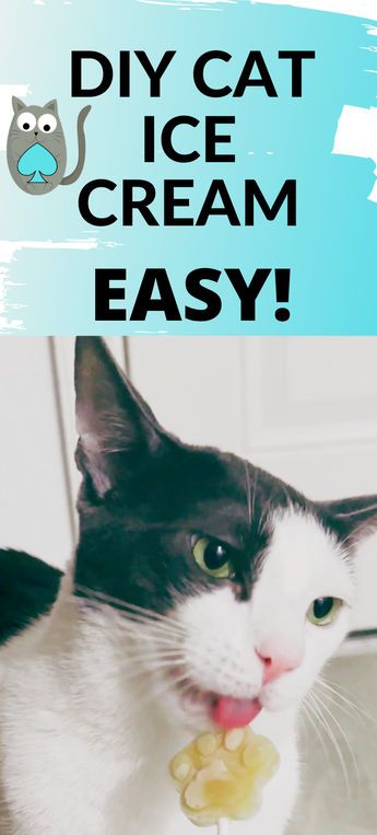 Frozen Cat Treats, Diy Cat Food Recipe, Diy Cat Treats Recipes, Diy Cat Stuff, Diy Cat Toys Easy, Homemade Cat Treats Recipes, Diy Cat Treats, Diy Cat Food, Cat Life Hacks