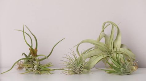 How to Plant, Grow, and Care For Tillandsia in Your Home Golden Pothos Care, Yard Deck, Golden Pothos, Tillandsia Air Plant, Ivy Plants, Beautiful Flowers Photos, Pothos Plant, Tiny Plants, Unique Plants